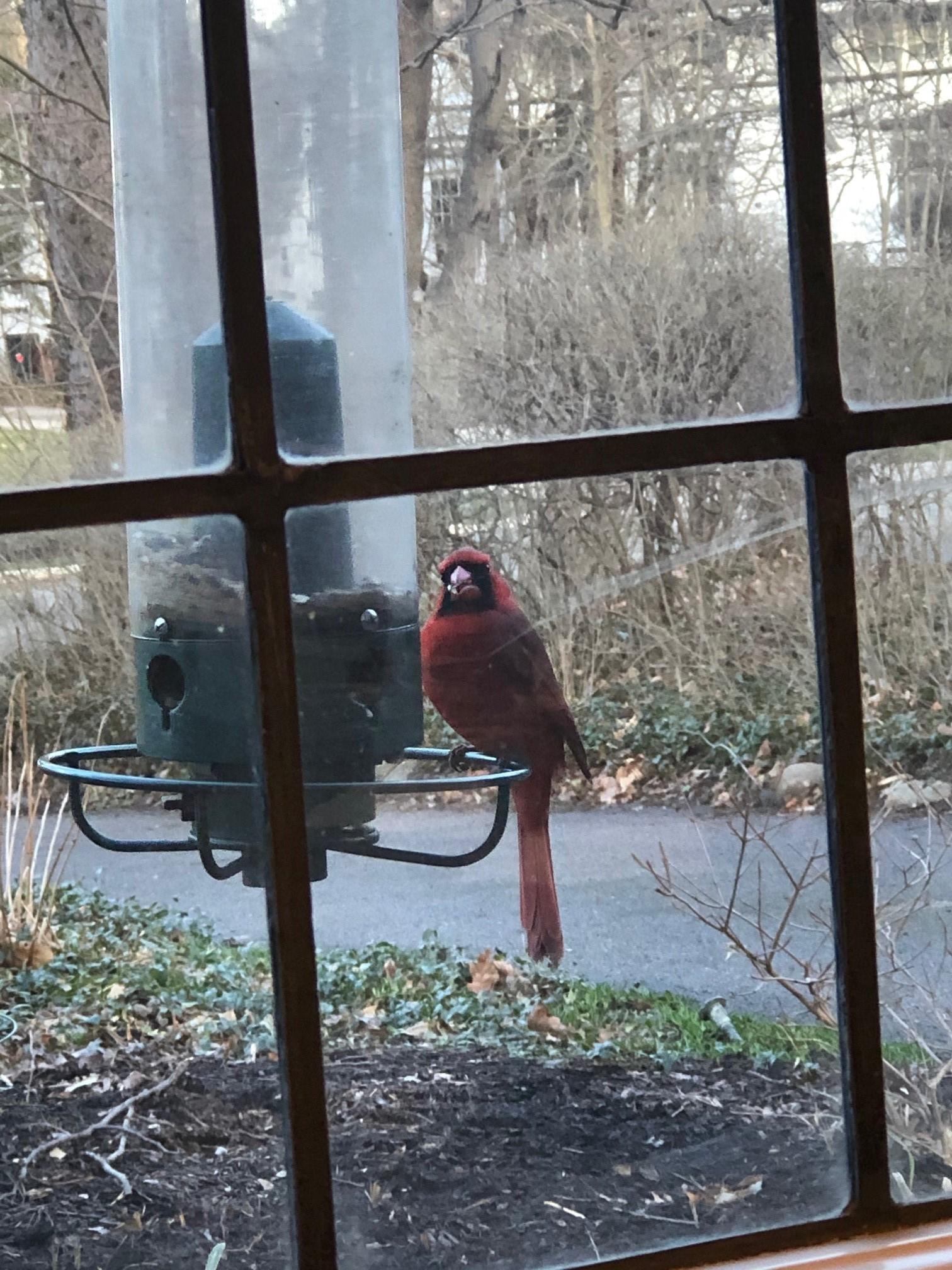 cardinal at bird feeder Executive Arrangements