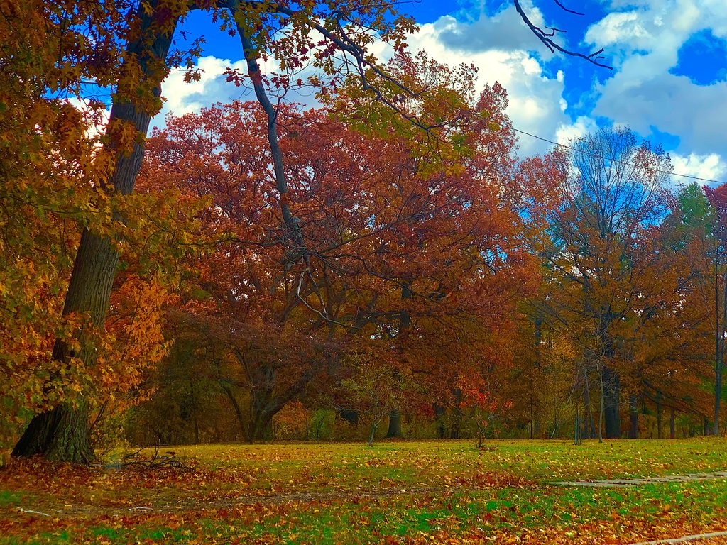 Colorful red, orange, and yellow autumn trees in Northeast Ohio