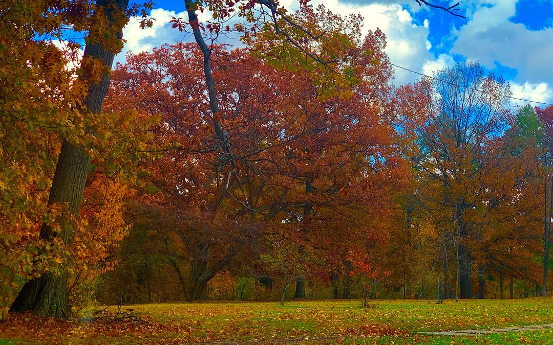 The Beauty of Fall Foliage in Northeast Ohio