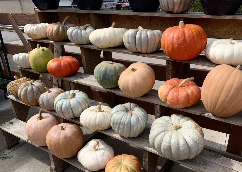 Orange and white pumpkins arranged on wooden shelves at a fall farm market